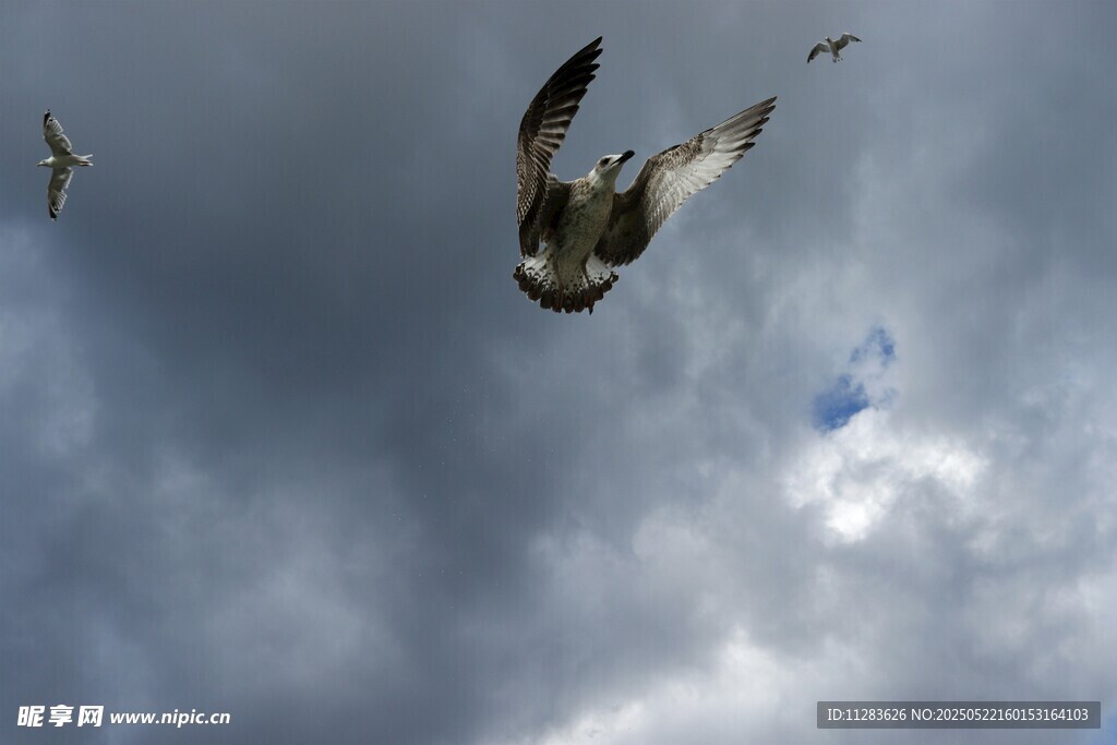 天空中翱翔的飞鸟