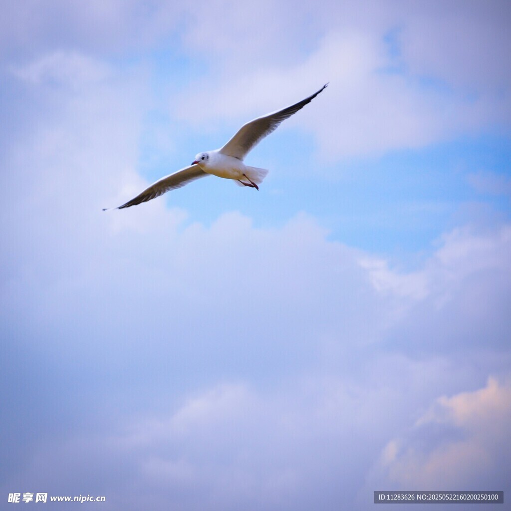 蓝天中翱翔的海鸥