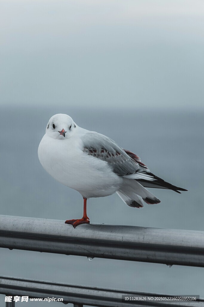 海鸥立于栏杆眺望远方