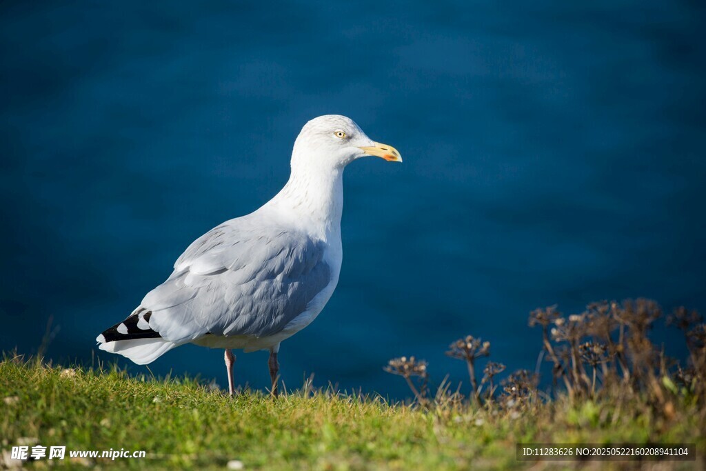 草地上的海鸥