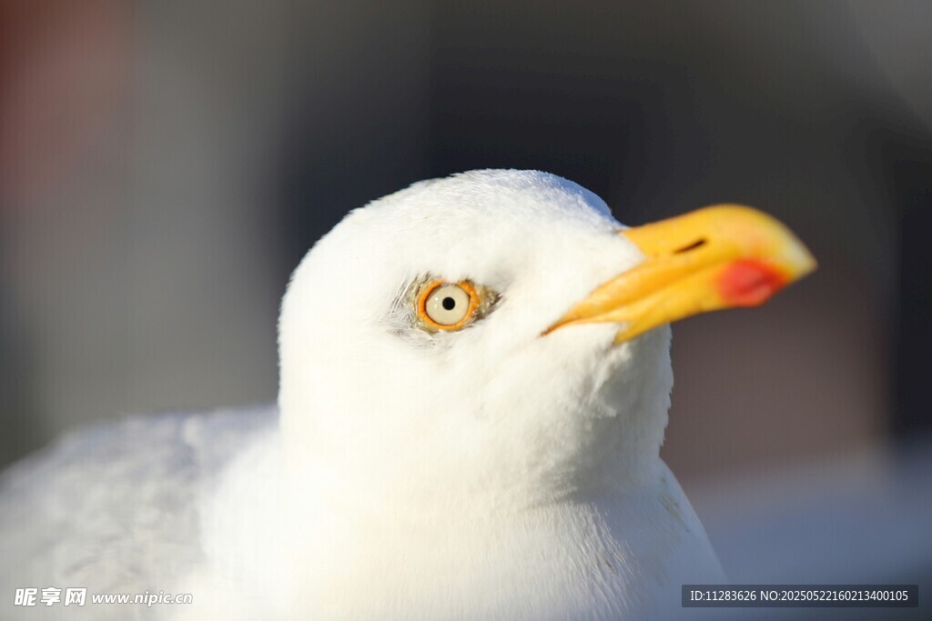 白海鸥特写