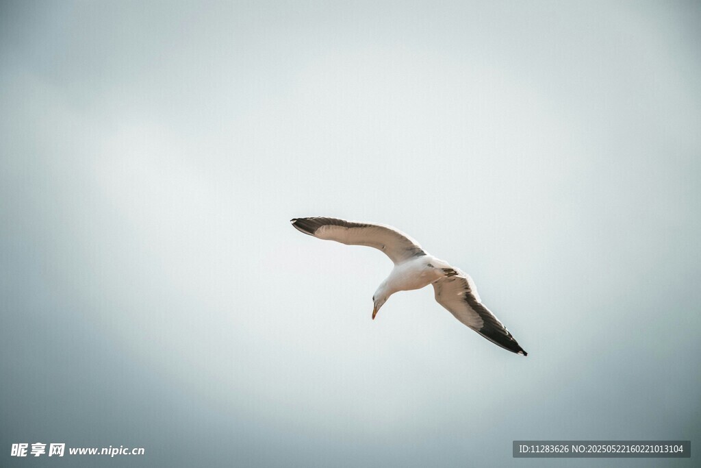 翱翔天际的飞鸟