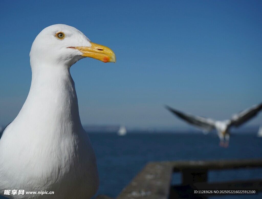 海边海鸥展翅飞翔瞬间
