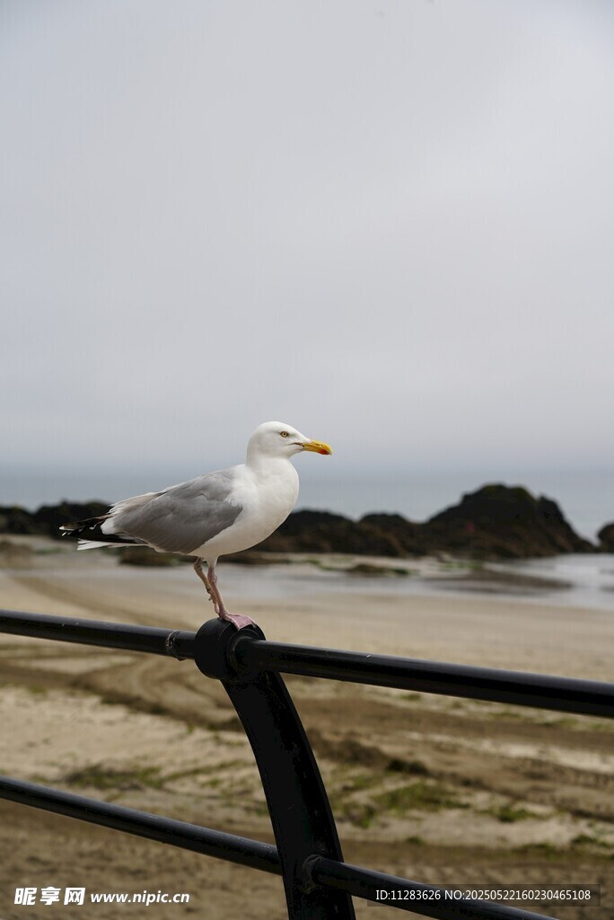 栏杆上的海鸥