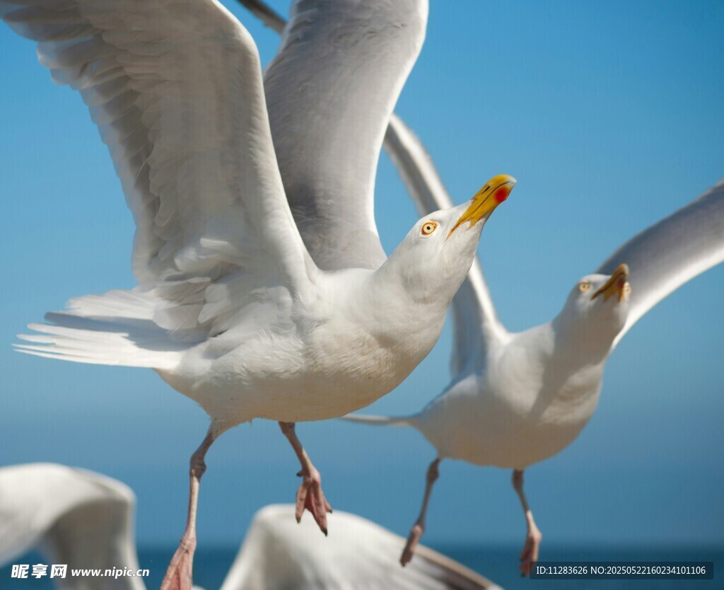 群鸥展翅于蓝天碧海间