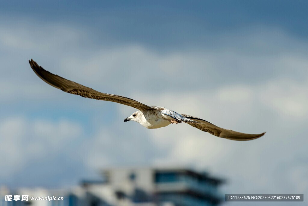 翱翔天际的海鸥