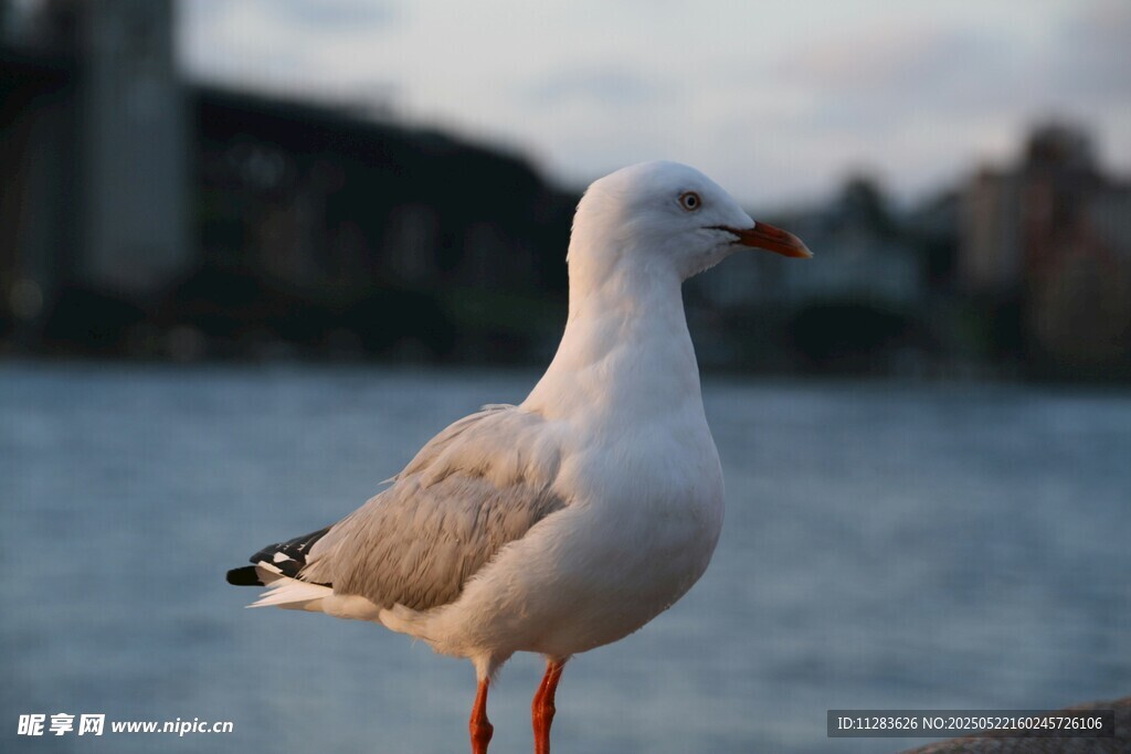 水边站立的优雅海鸥