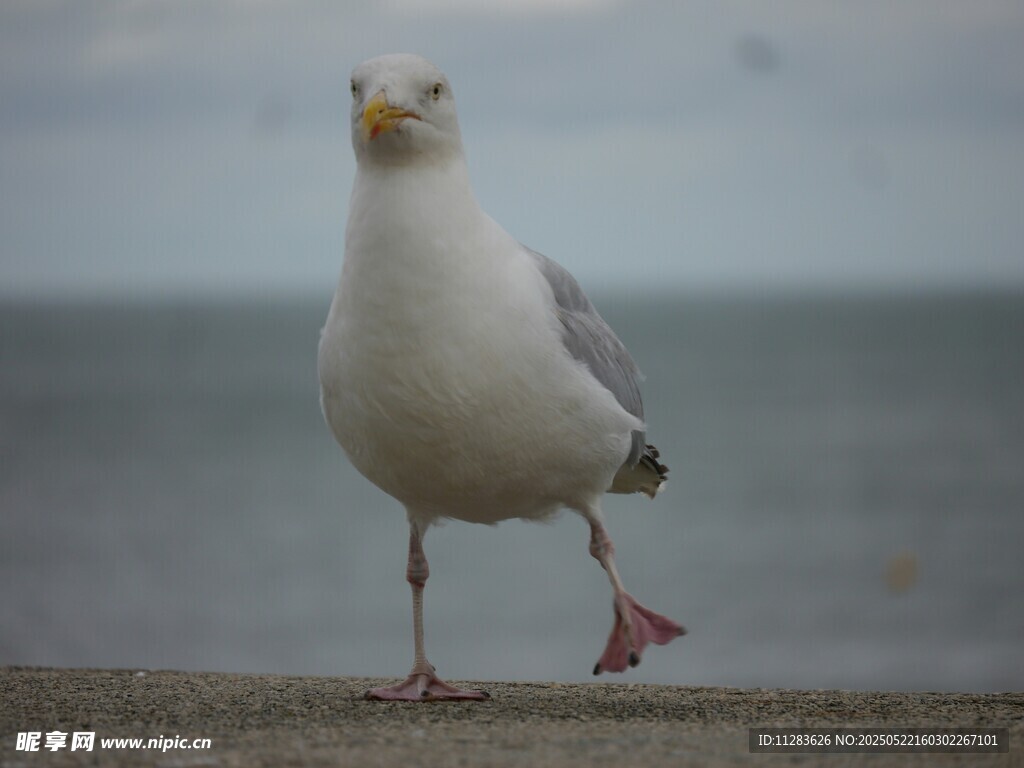 单脚站立的海边海鸥
