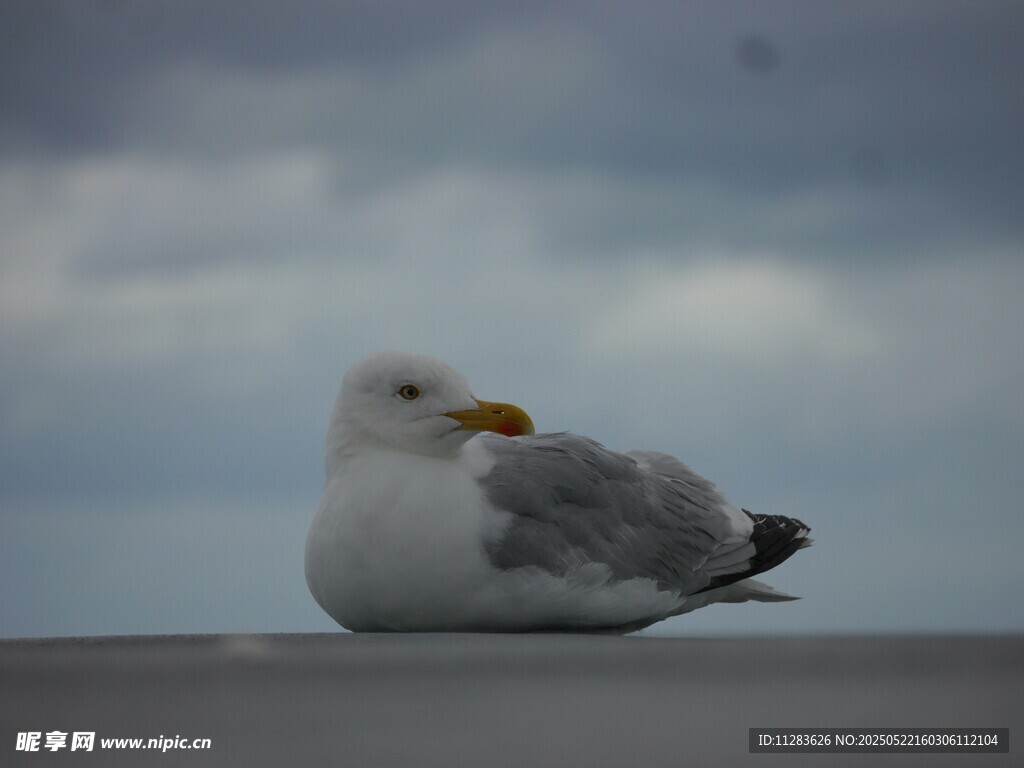 静栖的海鸥