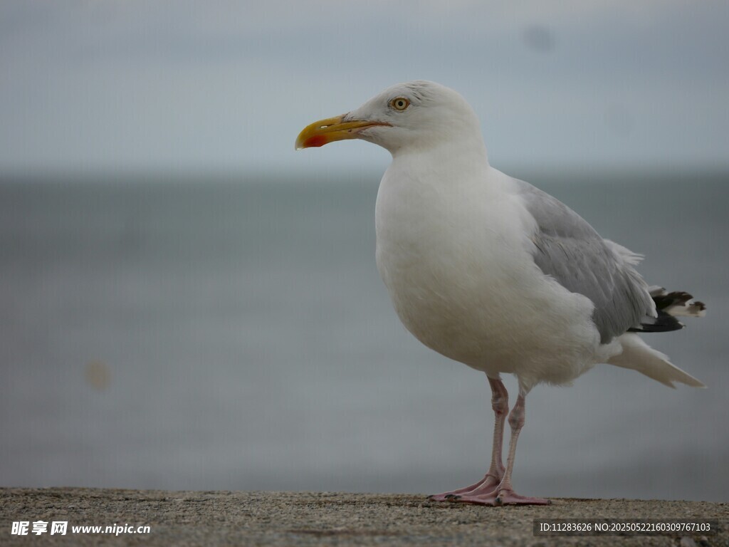 海边站立的海鸥