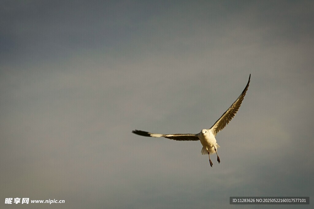 翱翔天际的飞鸟