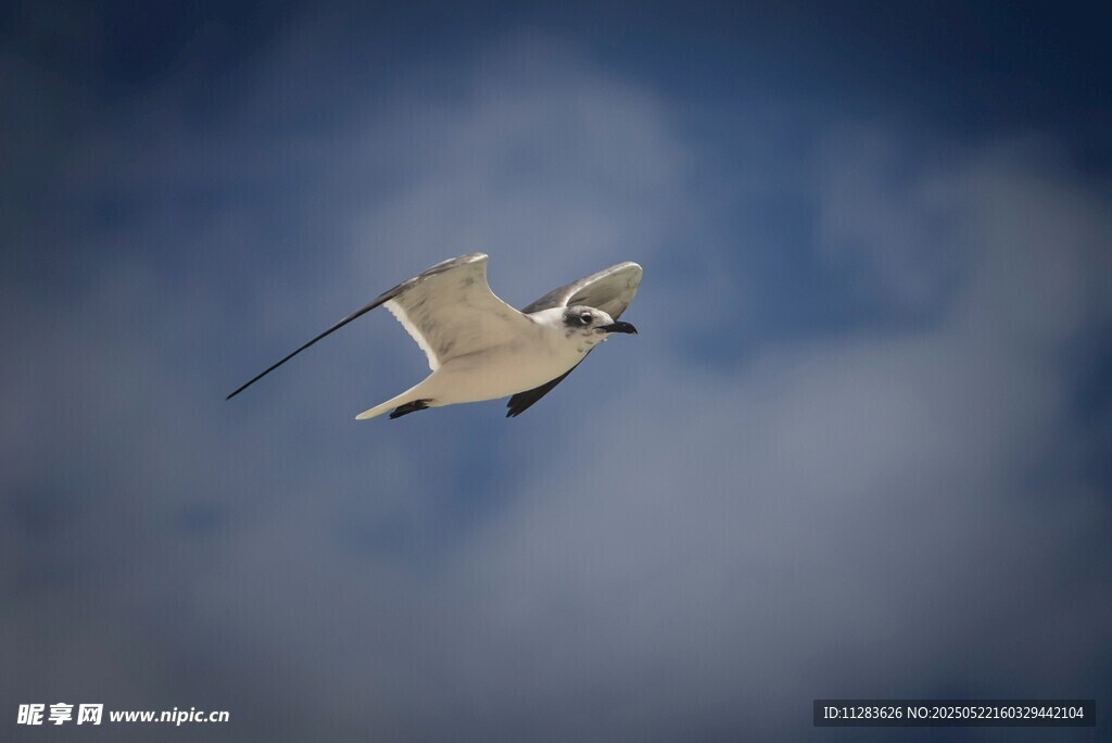 天空中翱翔的白色飞鸟