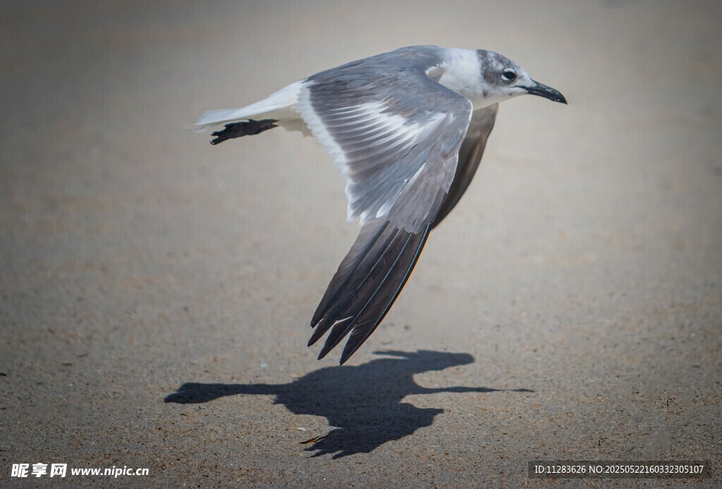 海鸥展翅飞翔于地面上空