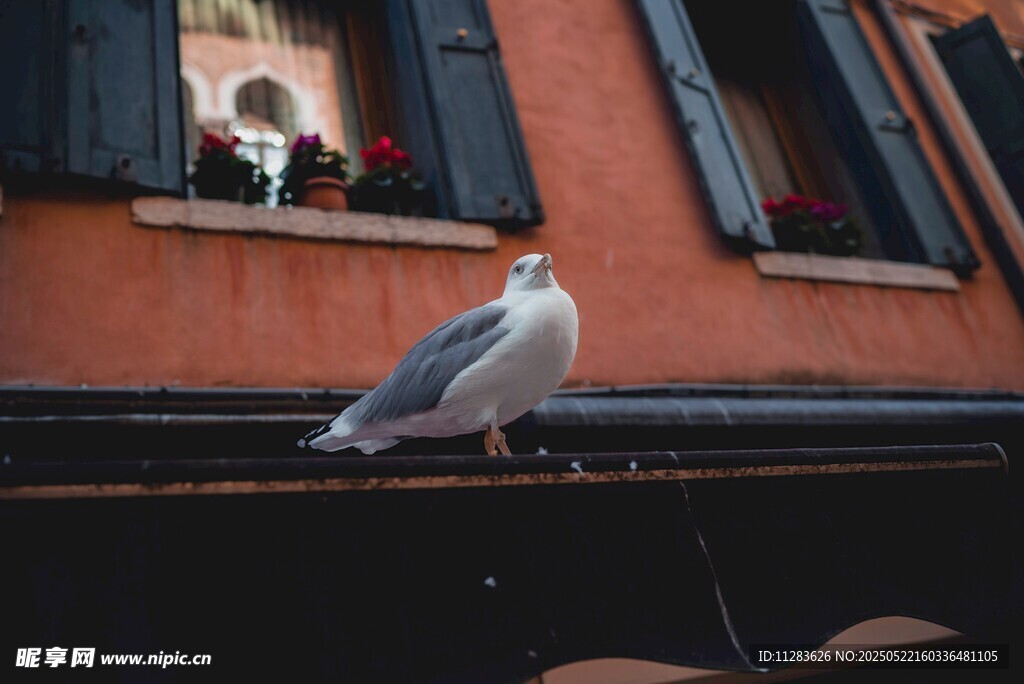 屋顶上的海鸥与窗边景象