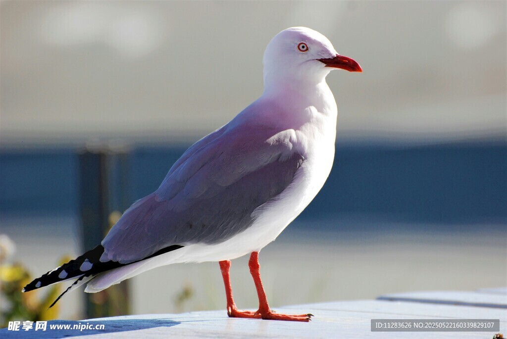 站立的红脚海鸥