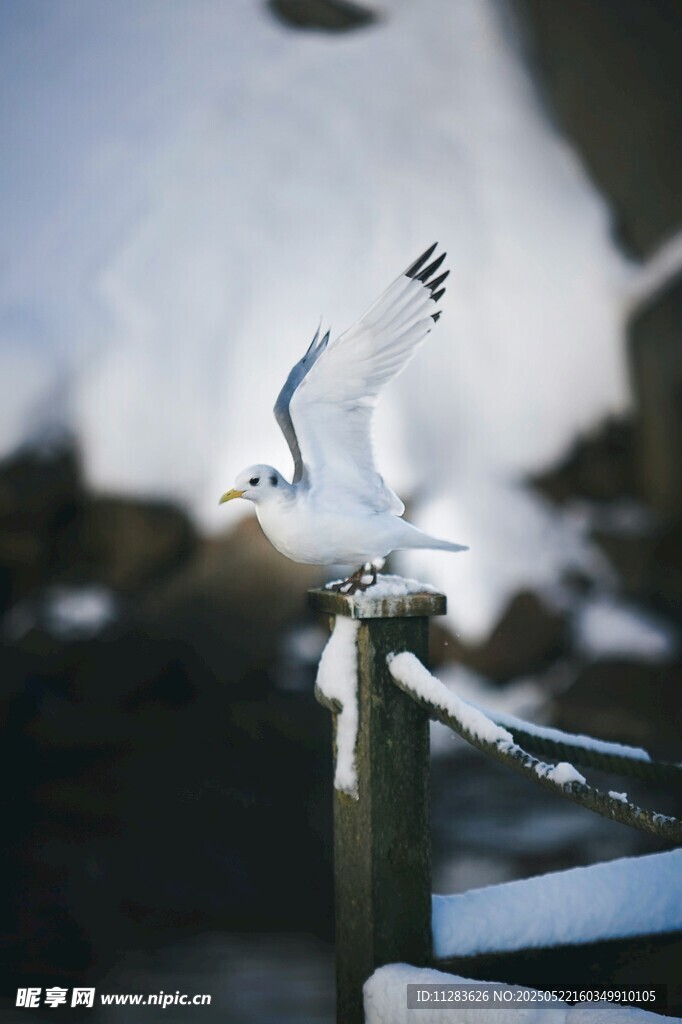 雪中海鸥立于木桩