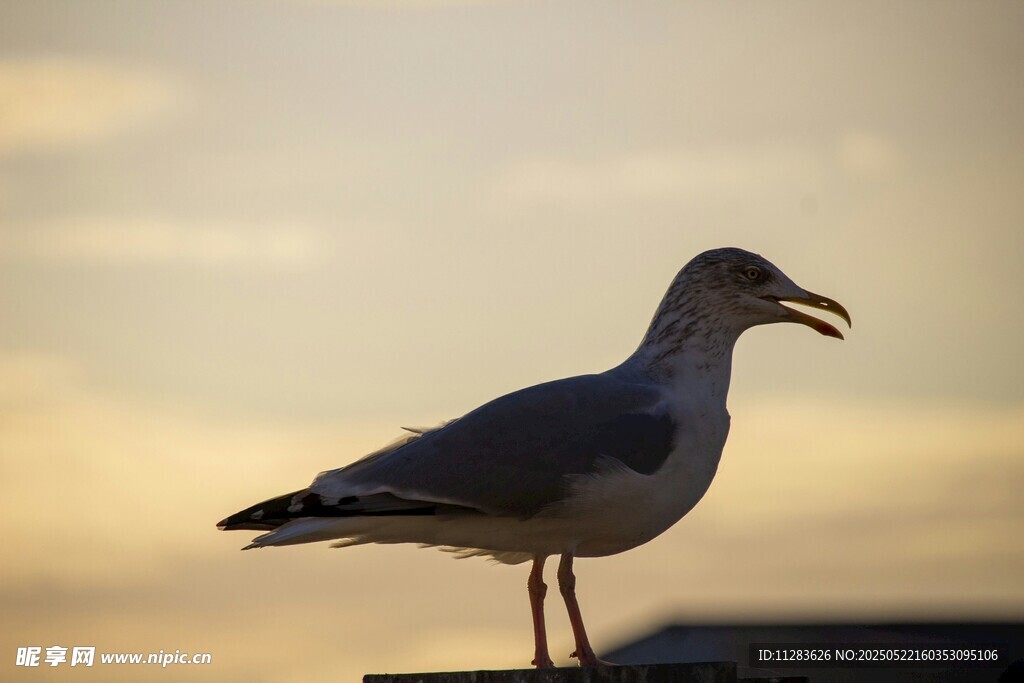 夕阳下的海鸥