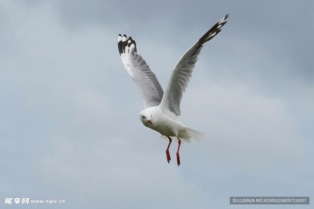 翱翔天际的海鸥