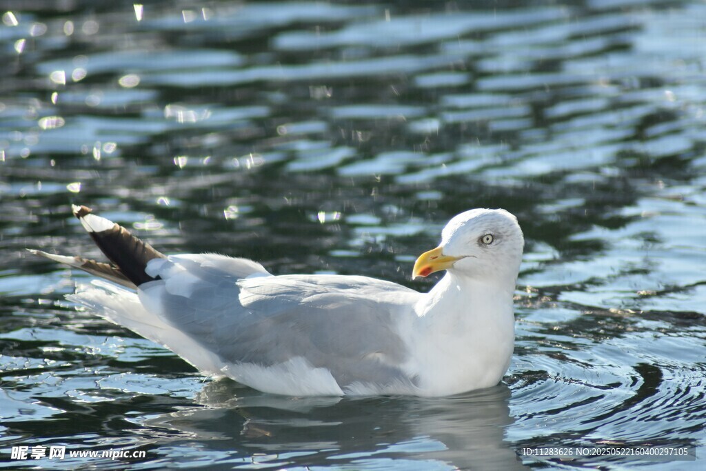 水中畅游的海鸥