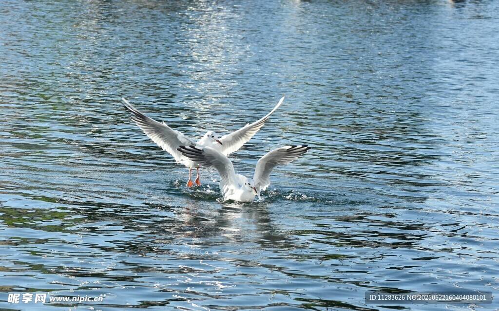 海鸥于水面展翅瞬间