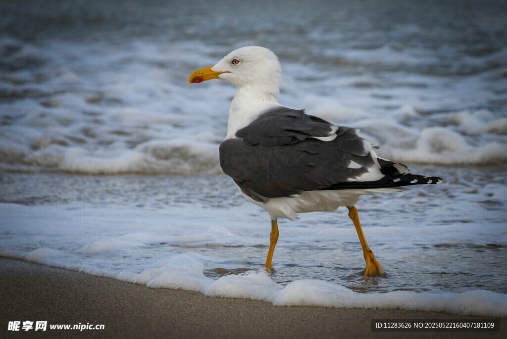 海边漫步的海鸥