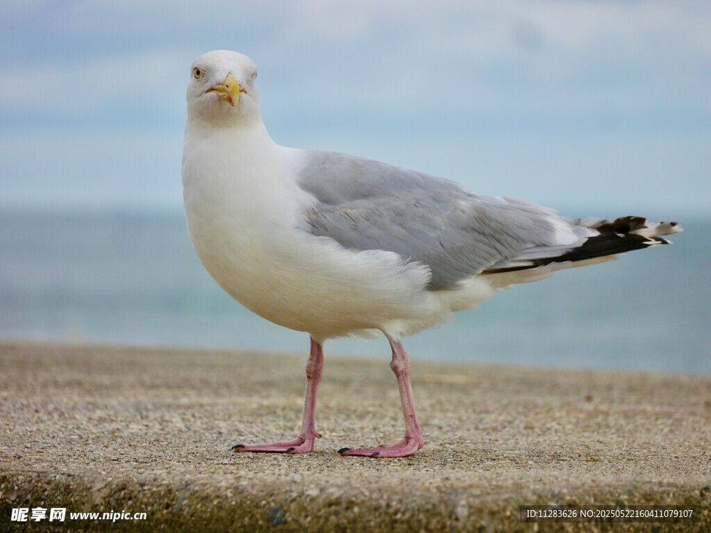 海边站立的灰白海鸥