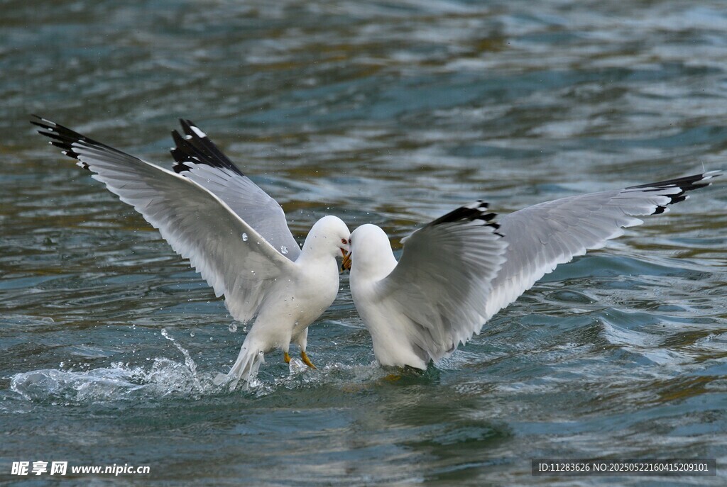 海鸥水中亲昵互动瞬间