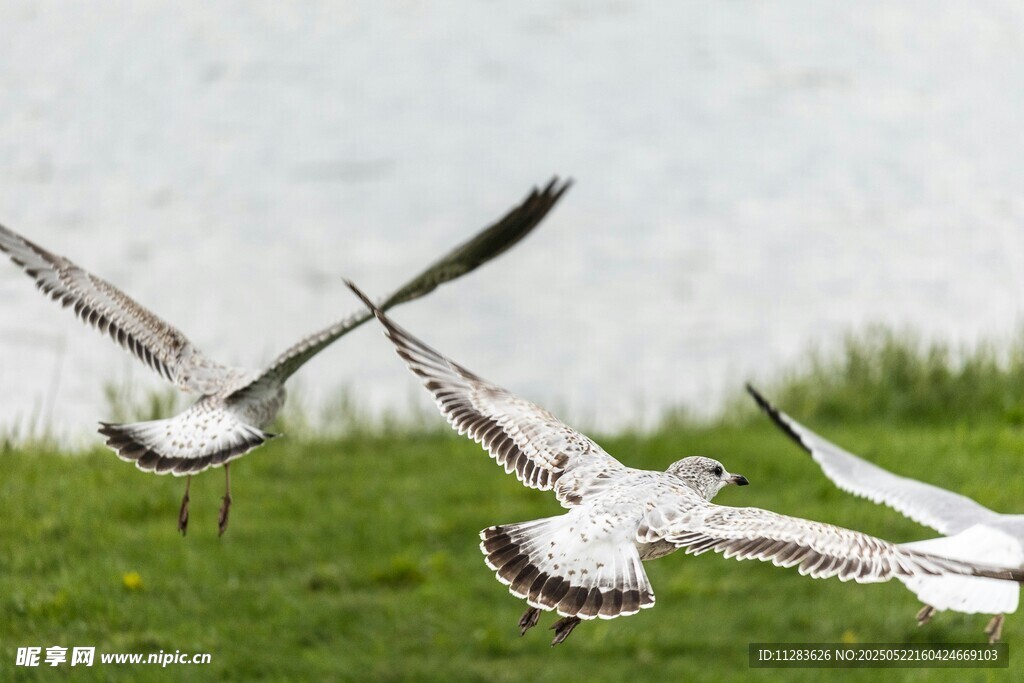 草地上展翅飞翔的群鸟