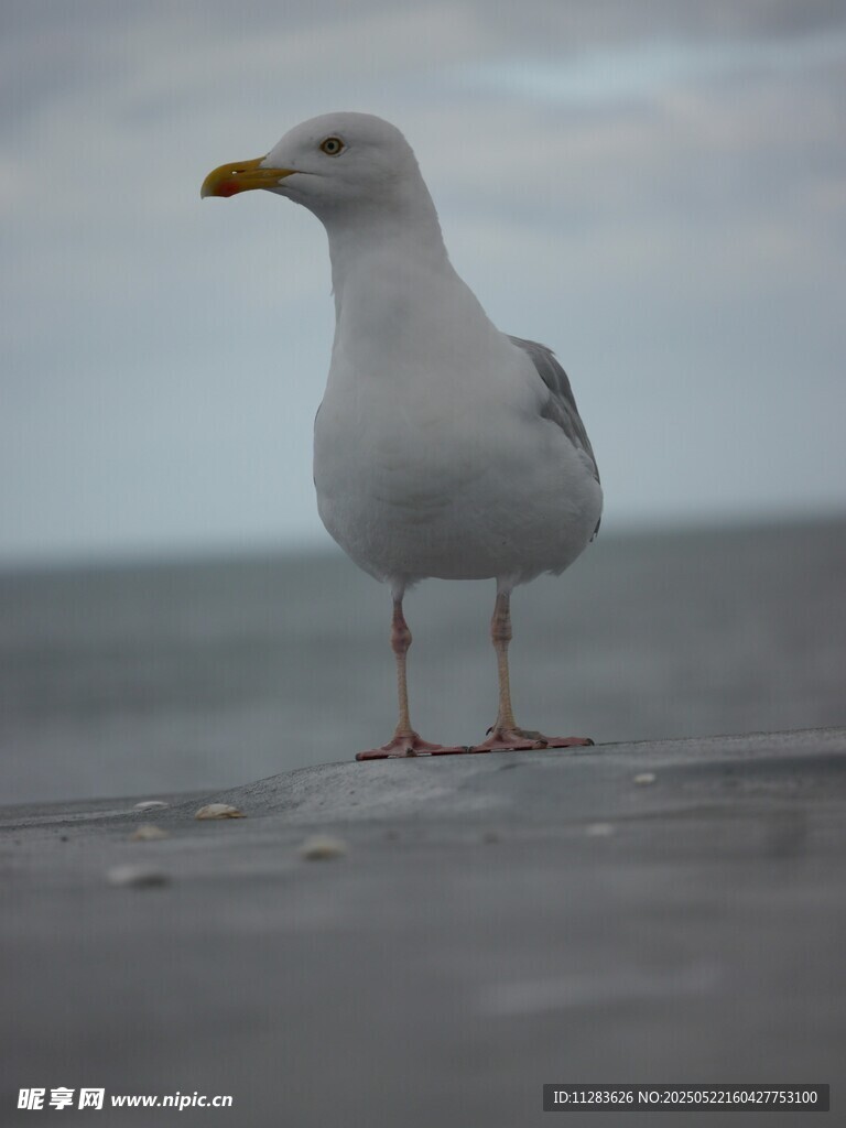 海边站立的海鸥