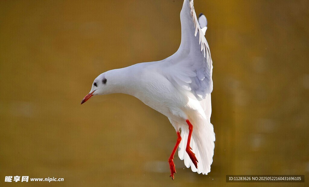 飞翔的白海鸥