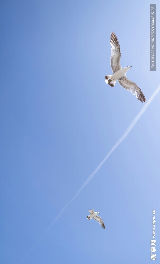 蓝天中翱翔的几只飞鸟