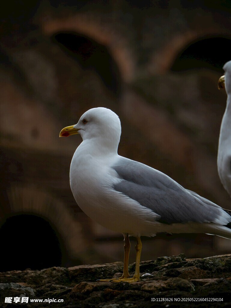 两只海鸥立于岩石之上