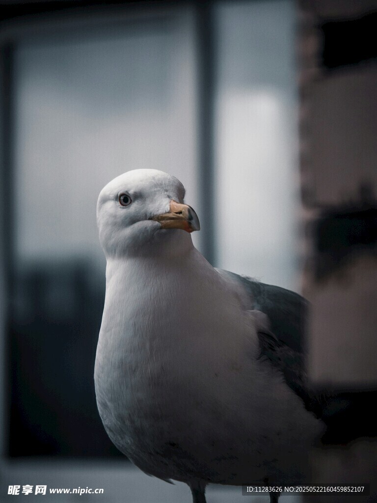 呆萌海鸥特写