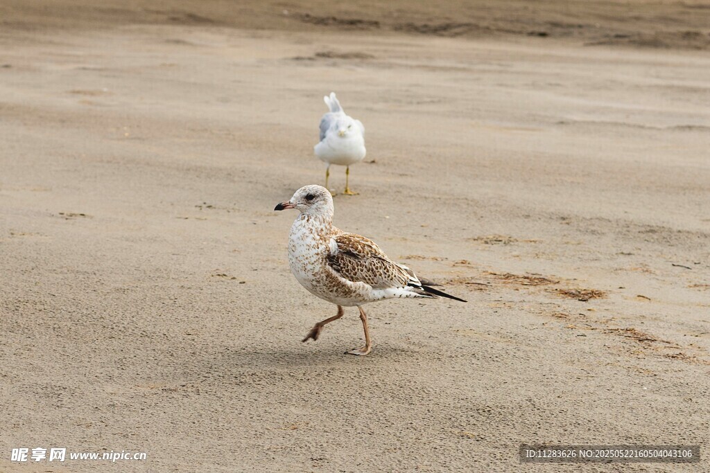 沙滩上漫步的两只海鸥