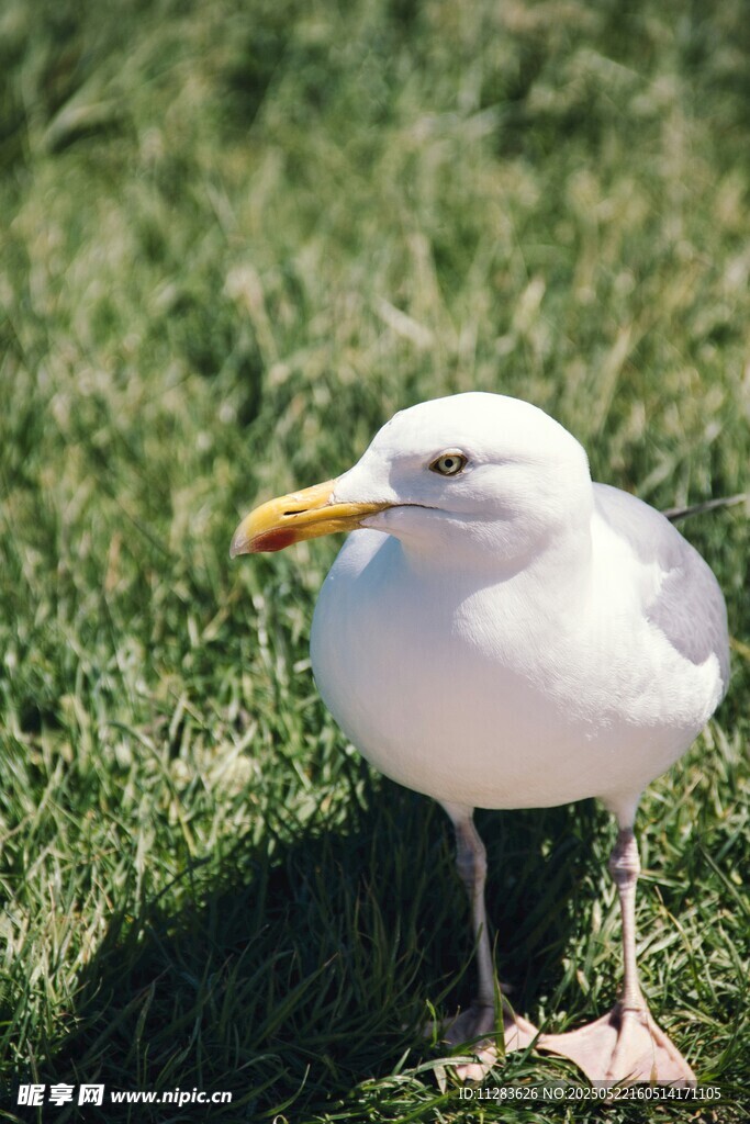 草地上的白色海鸥