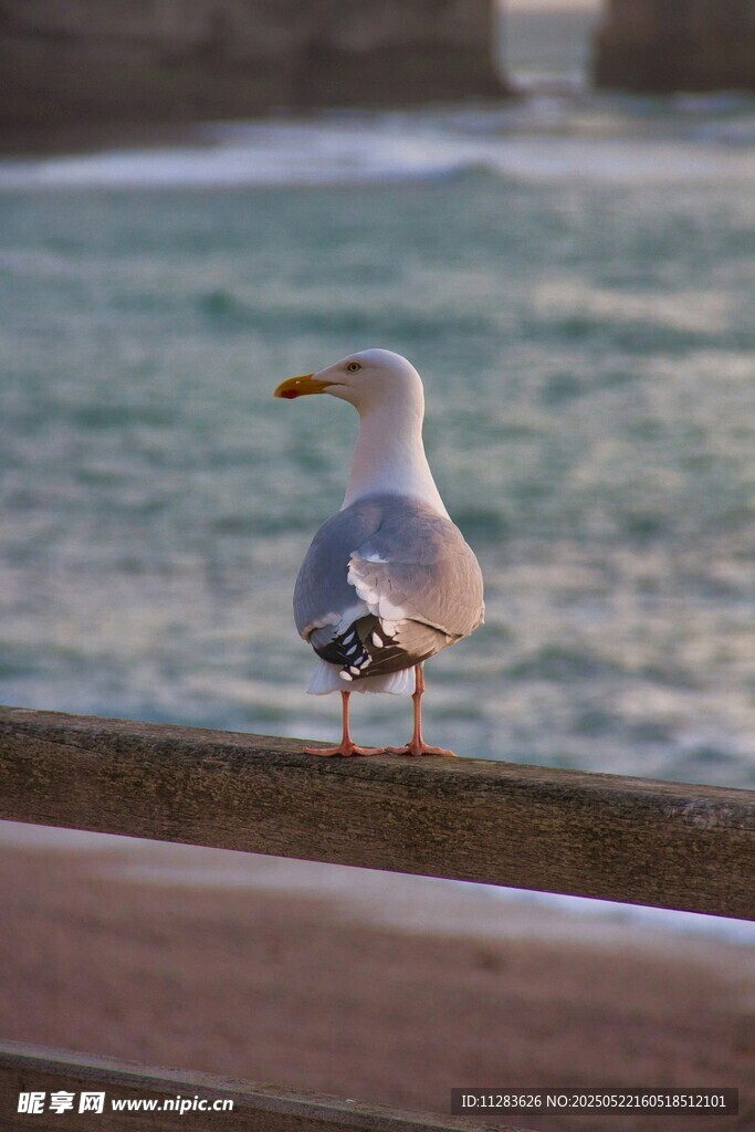 海鸥立于栏杆眺望大海