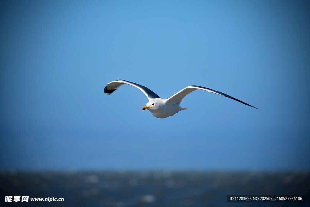 海鸥翱翔蓝天