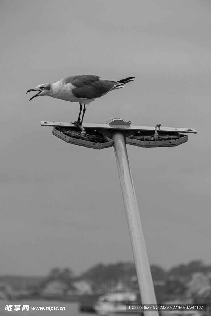海鸥立于杆顶的独特瞬间