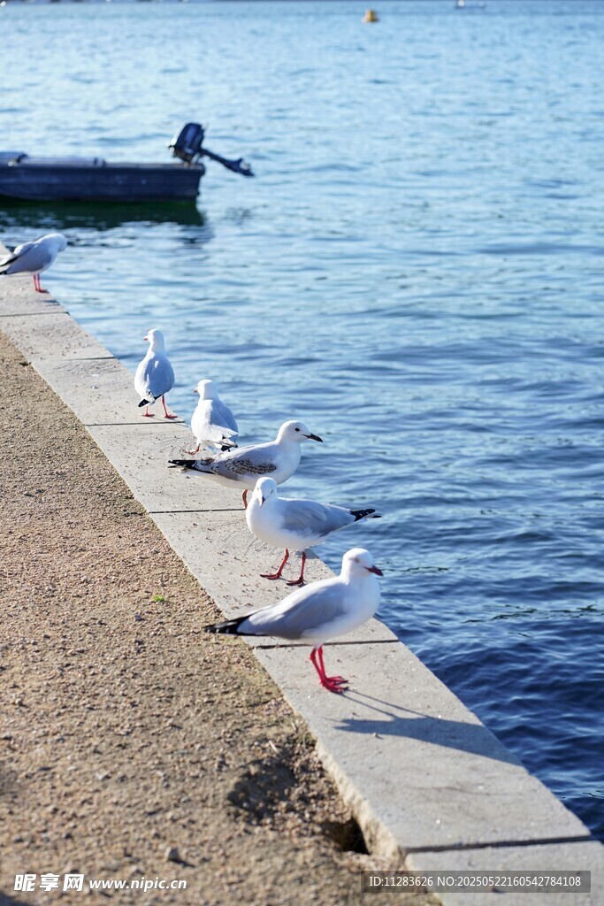 岸边海鸥与人共赏海景
