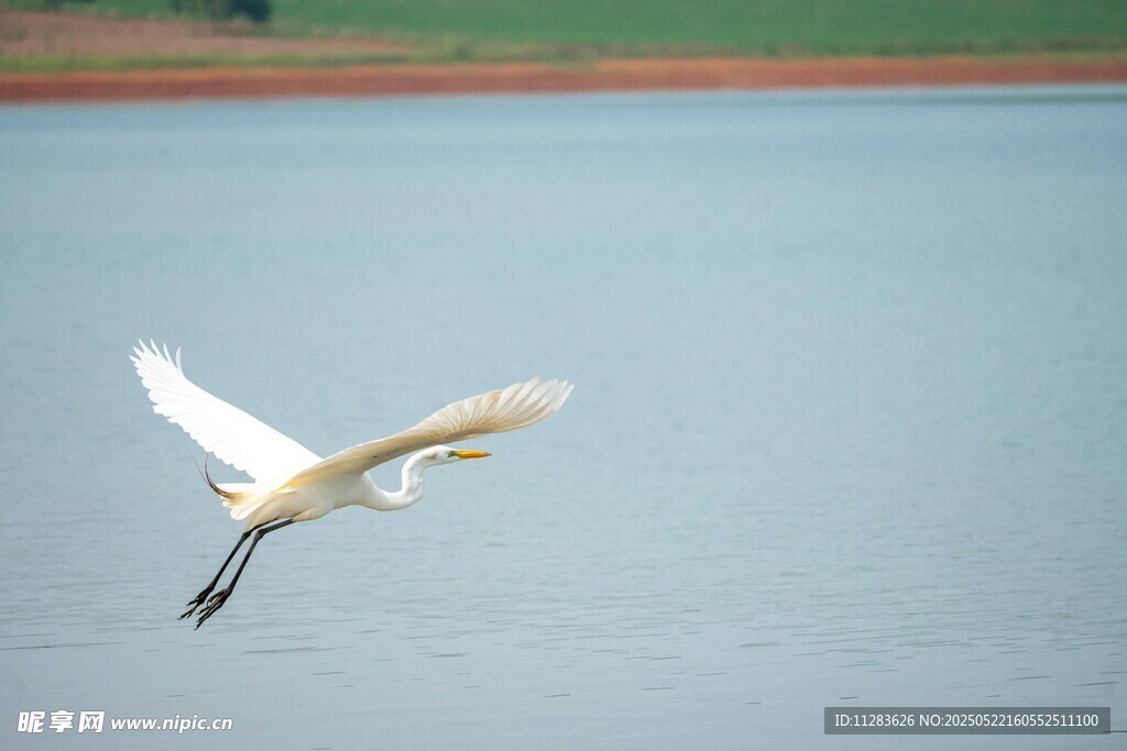 白鹭掠水飞翔