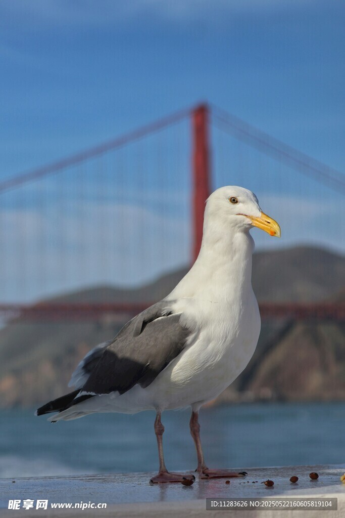 金门大桥下的站立海鸥