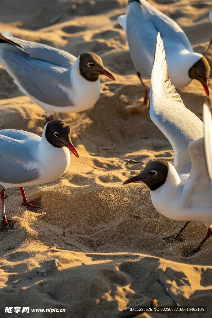 沙滩上觅食的一群海鸥