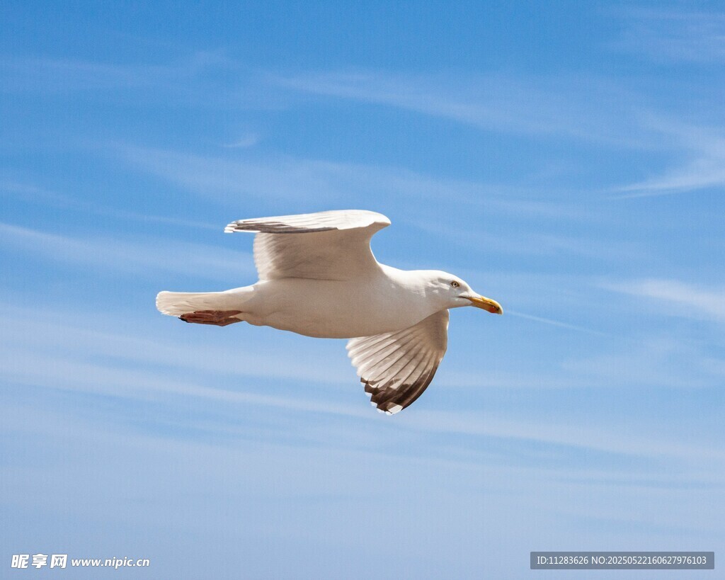 蓝天中翱翔的白色海鸥