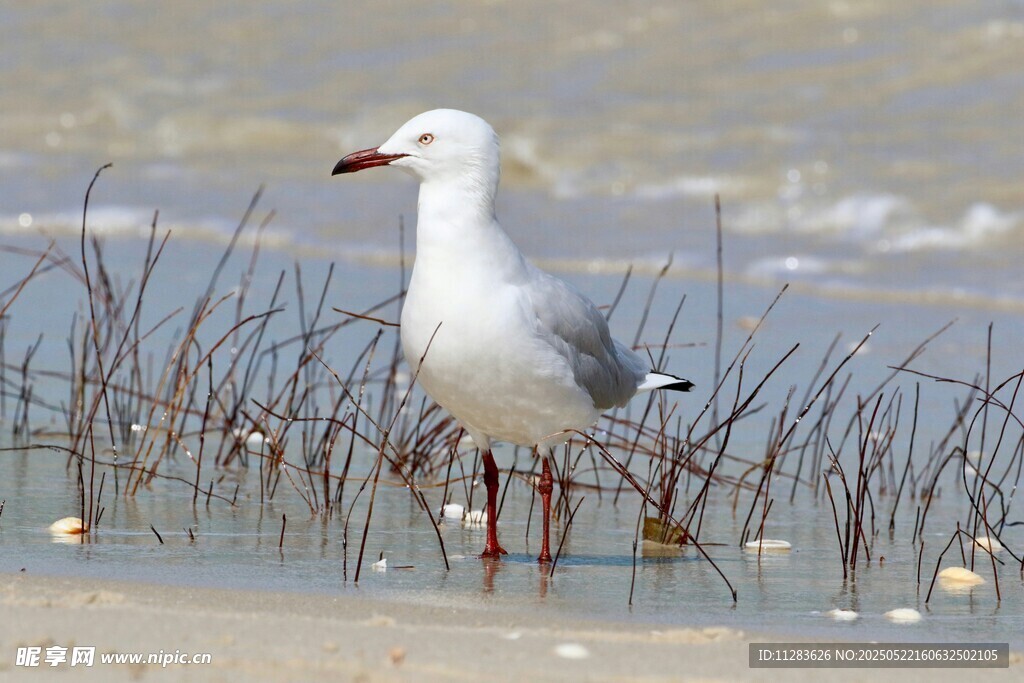 海滩上站立的白色海鸥