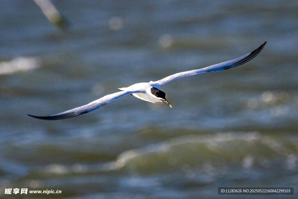 海鸥展翅翱翔于水面之上