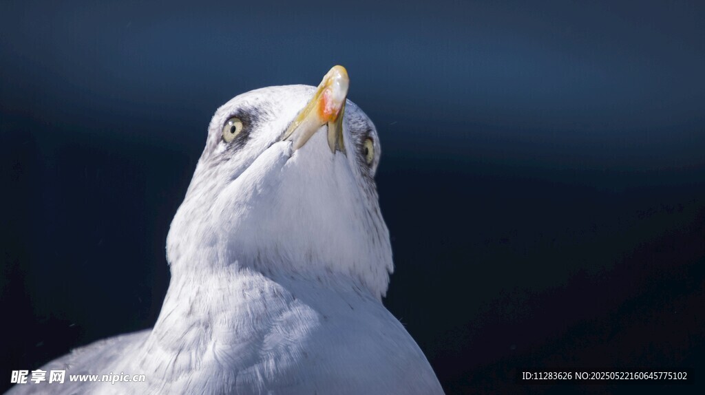 仰头的海鸥