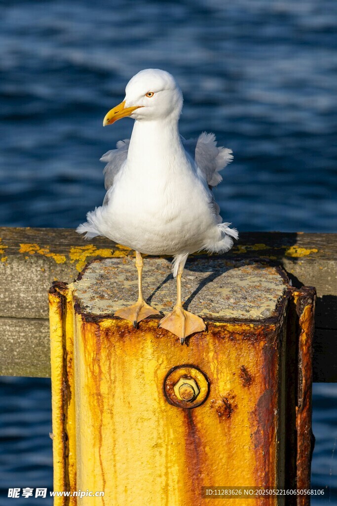 海鸥立于锈迹斑斑的桩上