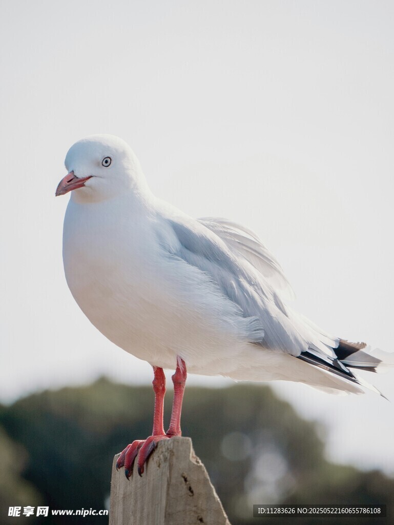 栖息木桩的白色海鸥