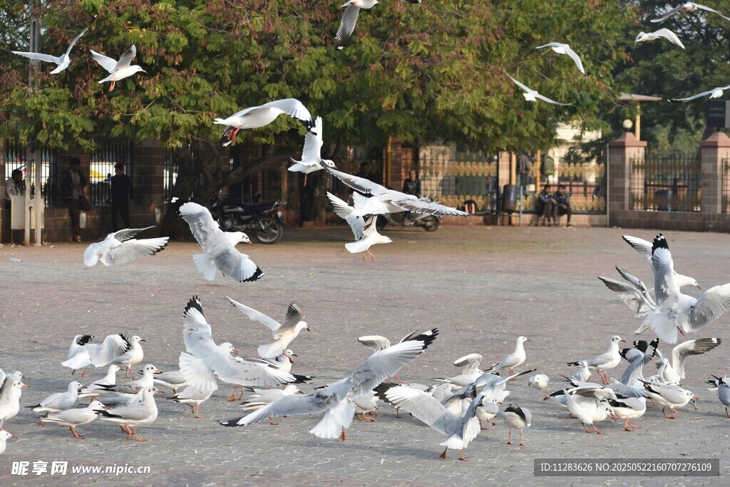 群鸟纷飞的热闹场景