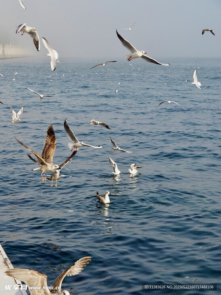 海面上飞翔觅食的海鸥